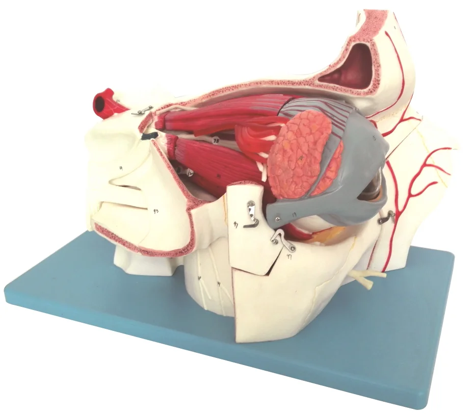 Увеличивающая модель глазного и орбитального аппендикулярного сосудистого