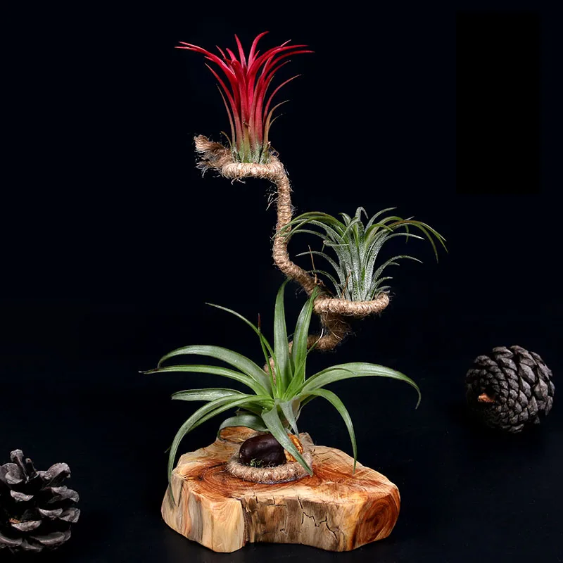 

Air Plant Potted Bonsai Empty Phoenix Laiyi Fairy Flower Pot Cypress Base Stand Soilless Plant Potted Ornament for Garden Decor