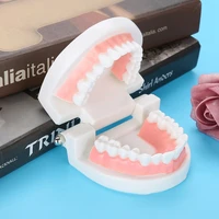 dental denture model 28pcs standard dentist communicates with patients tool mini demonstration denture oral teaching health care