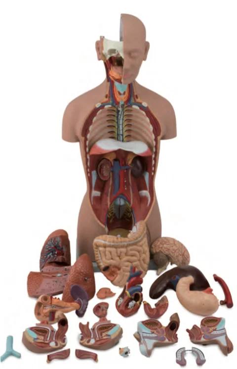 Мужская и женская гермефидрическая модель человеческого полуторса 85 см 25 шт.