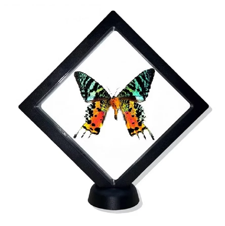 Подарочная коробка с изображением настоящей бабочки поделки ручной работы