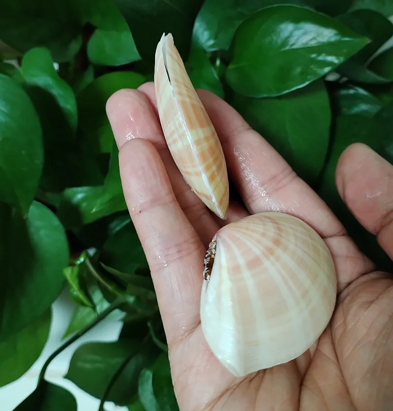 2 шт. полосатые ракушки Tellina Virgata натуральные розовые DIY живопись выпечка и пляжные