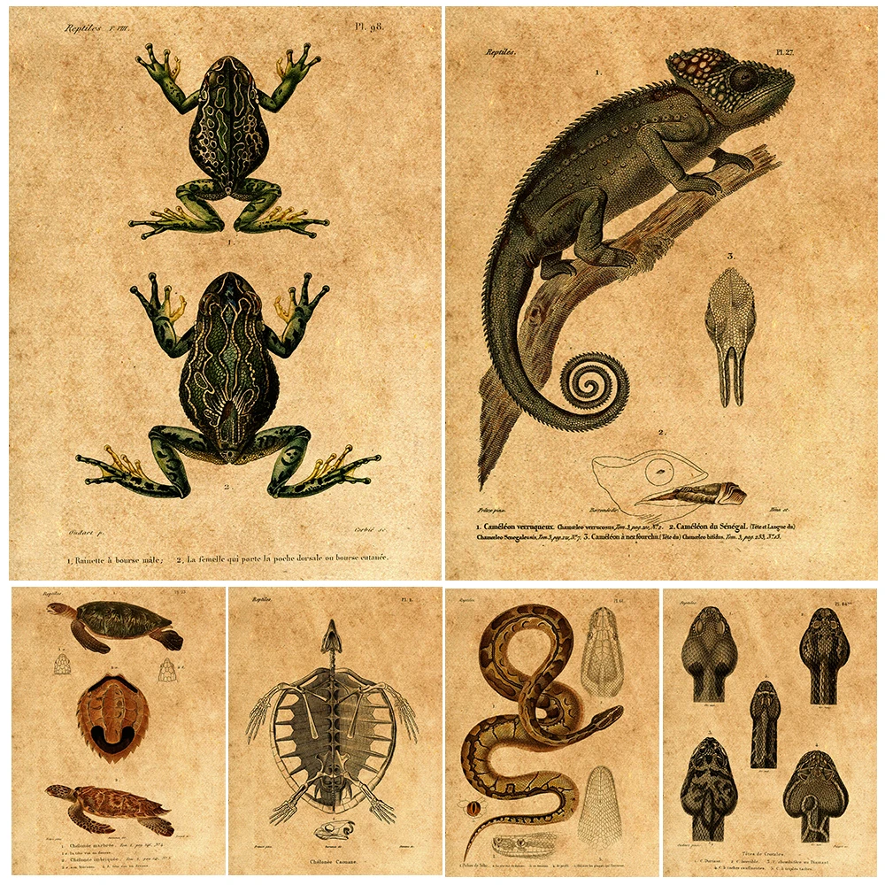 Герпетология рептилий с холодной кровью винтажная настенная живопись на холсте