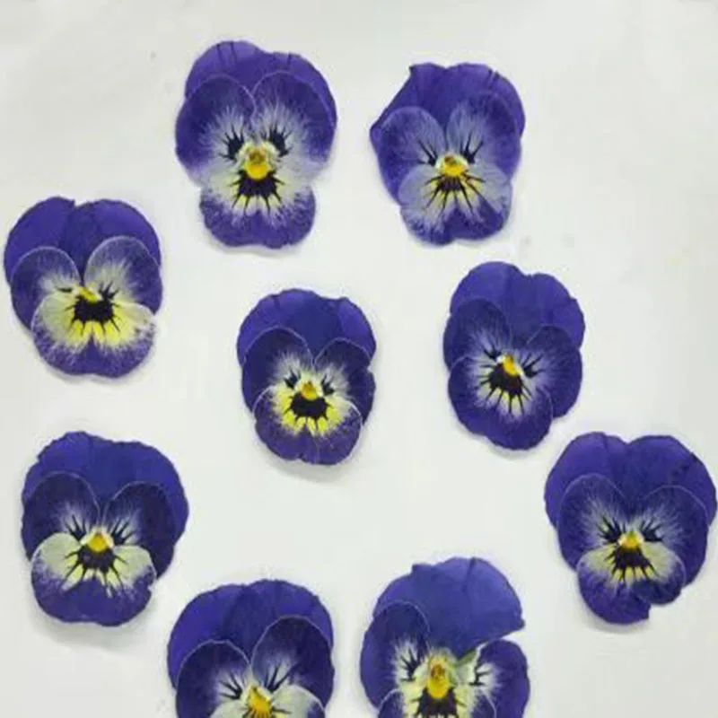 

60X сушеные прессованные древние синие анютины Corydalis Suaveolens Hance цветок растение гербарий для ювелирных изделий закладка чехол для телефона открытка