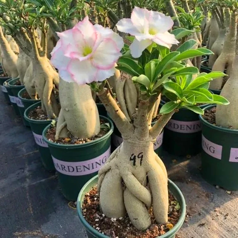 

2Pcs Perfume Adenium Flower Fragrant Sokodara Desert Rose
