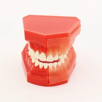 childrens deciduous tooth model dental model for dental student studying teaching demonstration dentist tools