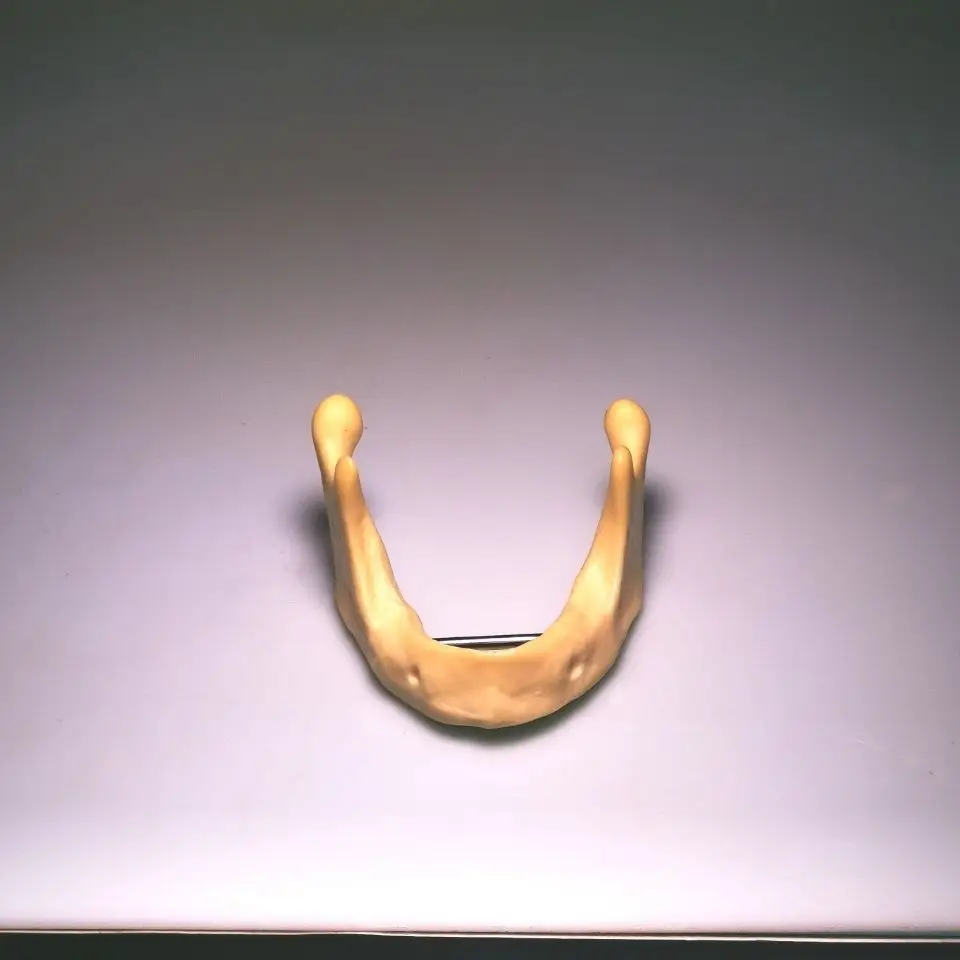 Dentistry Mandible implant practice model drilling Dental |