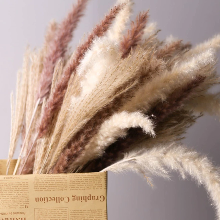 

20PCS Dry Bulrush Natural Dried Flowers Real Pampas Grass Flowers for Decoration Rabbit Tail Grass Wedding Tall Fall Home Decor