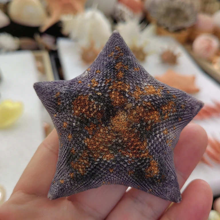 Атеринированные натуральные морские звёзды коллекция образцов украшение для