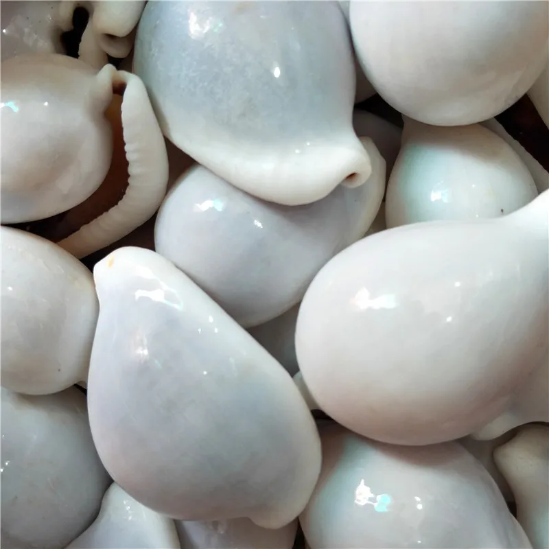 Натуральная раковина и ракушка аквариум свадебное украшение креативное для дома