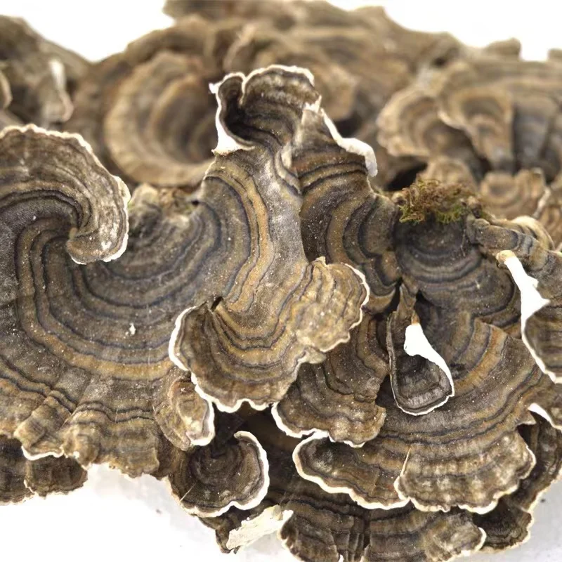 

500g Natural Dried Turkey Tail Mushroom Coriolus Versicolor Tea