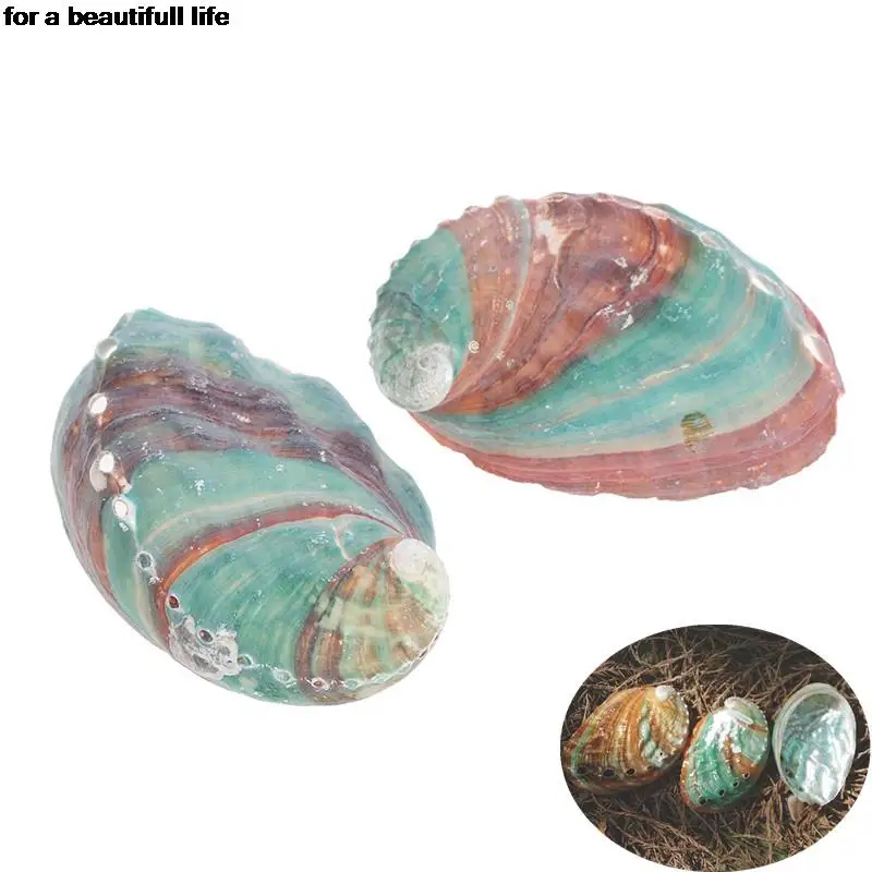 

New 2pcs 6-7cm Natural Abalone Shell Sea Shells Nautical Decor Soap Landscape Fish Diy Aquarium Wedding Dish Tank Home Decor