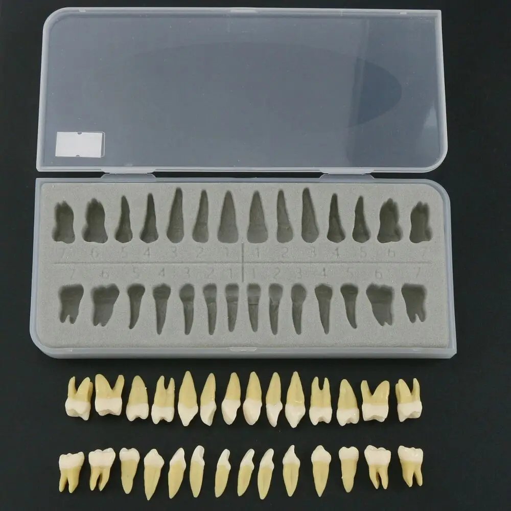 28Pcs Dental 1:1 Permanent Teeth Demonstration Teach Study Typodonts Model M7021