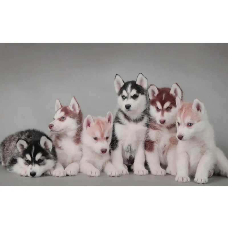 

Diamond Painting Animal Husky Dog 5d Diy Mosaic Full Square Round Drill Diamant Of Rhinestone Daimond Embroidery Pictures