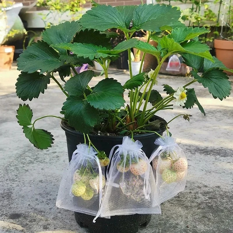 

50pcs Fruit Protection Bags Pest Control Anti-Bird Garden Netting Strawberry Bags Mesh Grapes Bag Drawstring Planter Grow Bags