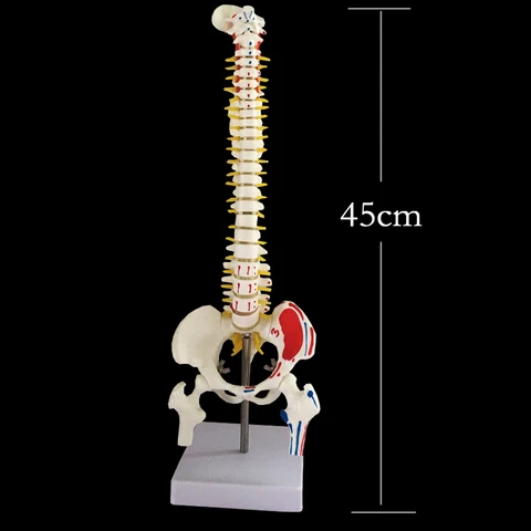 Модель скелета позвоночника 45 см, модель позвоночника с тазовой анатомии, модель позвоночника, анатомический позвоночник для медицинского реабилитационного обучения