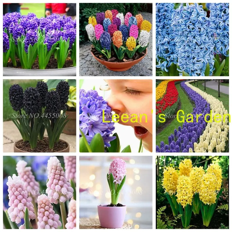 

Hyacinth Fragrance Flower 100pcs Free Ship