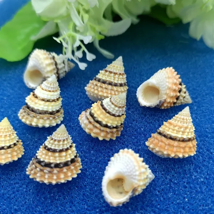 1 шт. натуральная лютеостама личи улитка ракушка Морская морской образец