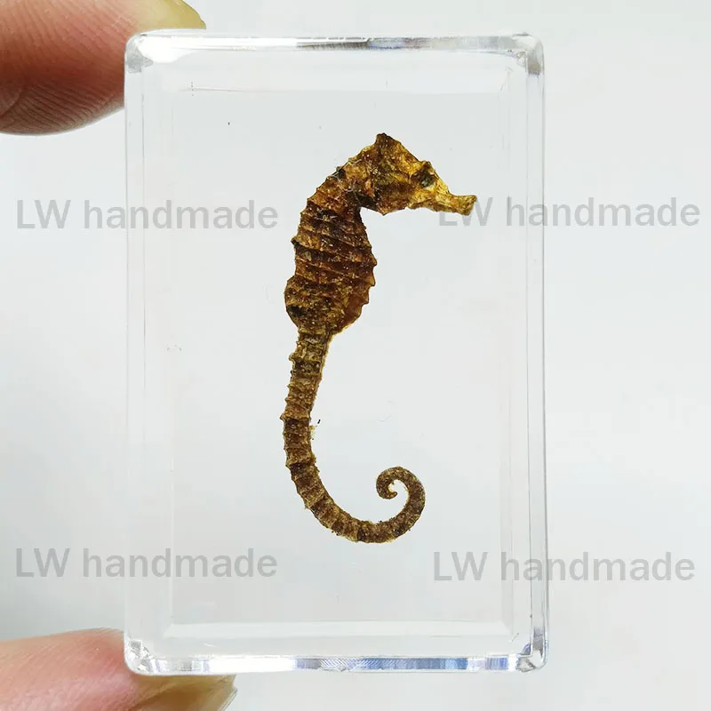 

Изысканные образцы насекомых из смолы