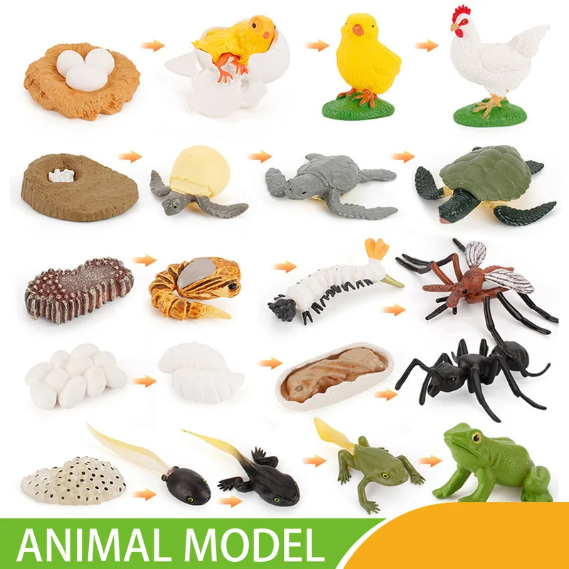 

Simulation Animals Growth Cycle Butterfly,Ladybug,Chicken Life Cycle Figurine Plastic Models Action Figures Educational Kids Toy