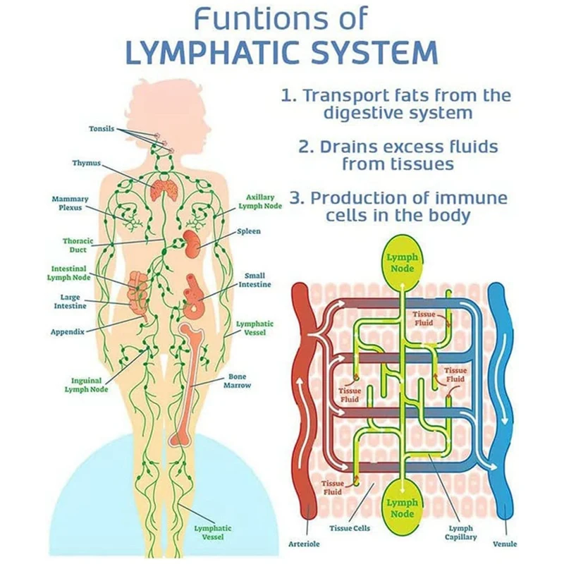Миндалины лимфаденоидного глоточного кольца. Кольцо пирогова вальдейера анатомия. Кольцо пирогова вальдейера анатомия. Лимфоэпителиальное глоточное кольцо анатомия. Лимфатическое глоточное кольцо пирогова-вальдейера.