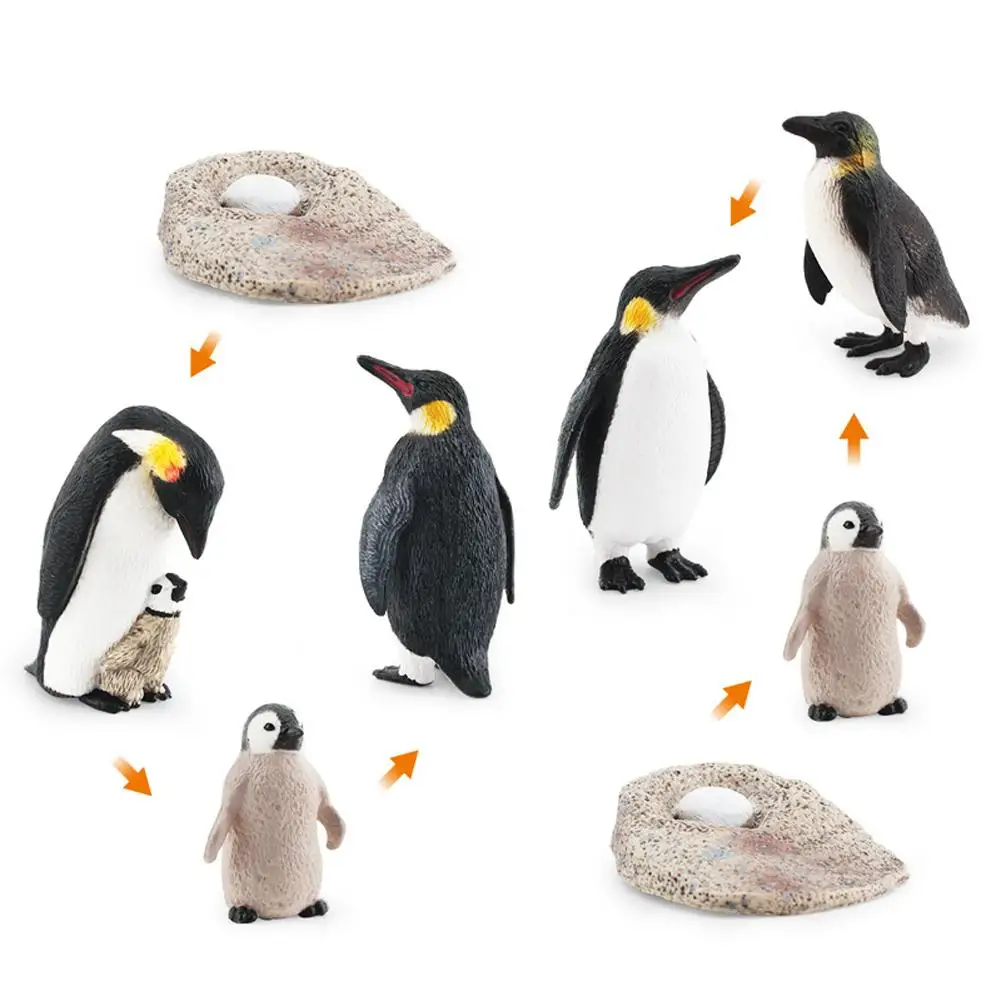 

Realistic Penguin Action Figures Growth Cycle Life Stage Model Science Education Cognitive Toys For Desktop Decoration