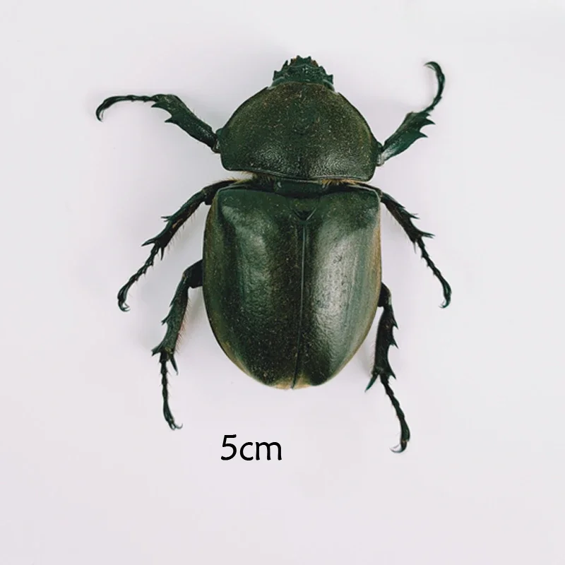 

Набор из 3 настоящих жуков Scarabaeidae для коллекции