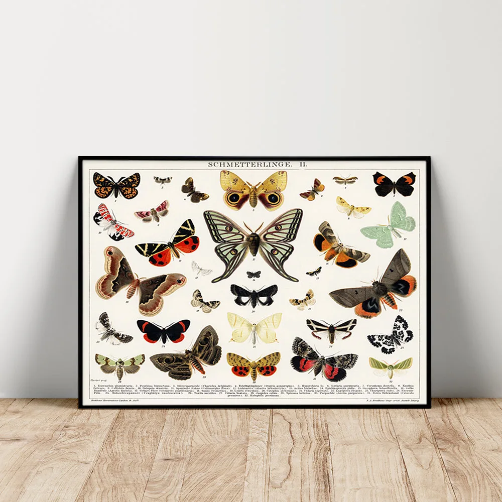 

Antique Insect Print Art Poster Beautifull Butterfly Moth Canvas Painting Decor Animal Wall Stickers