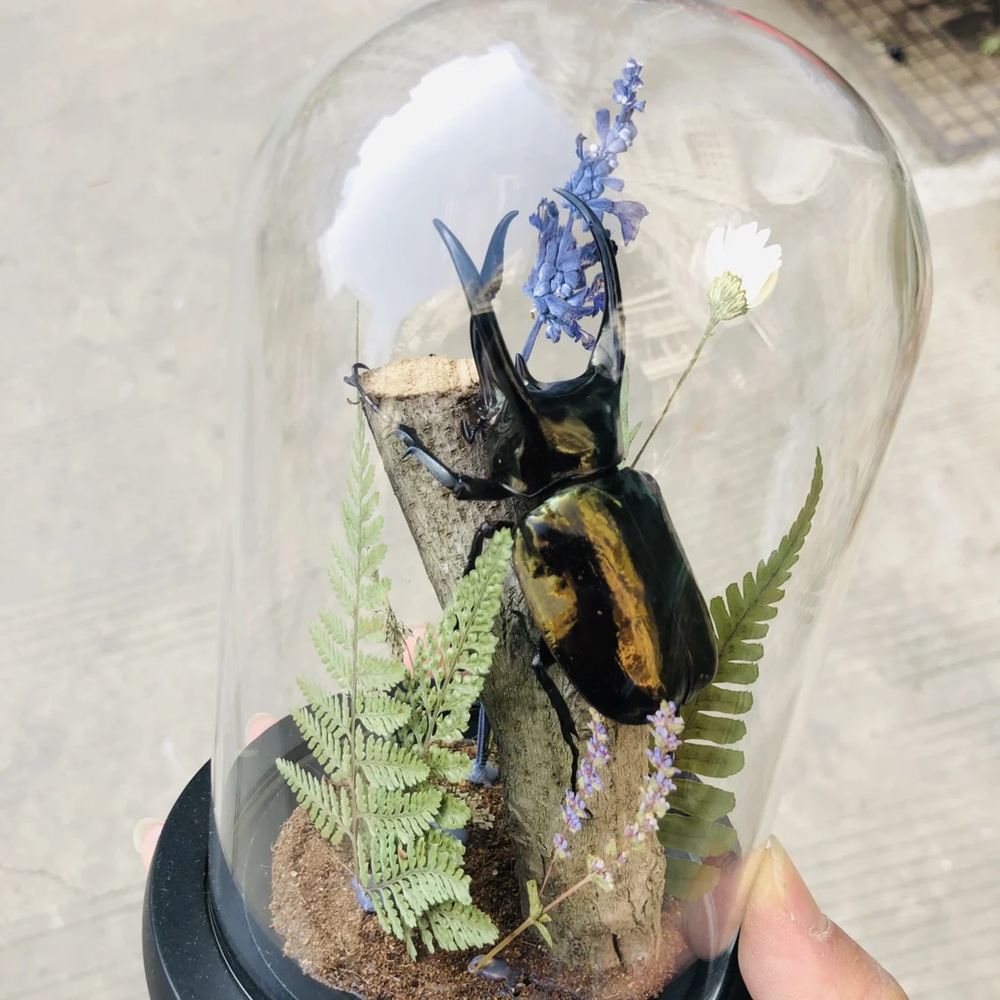 Реальный Жук образец насекомых бабочка искусственная Обложка дисплей натюрморт