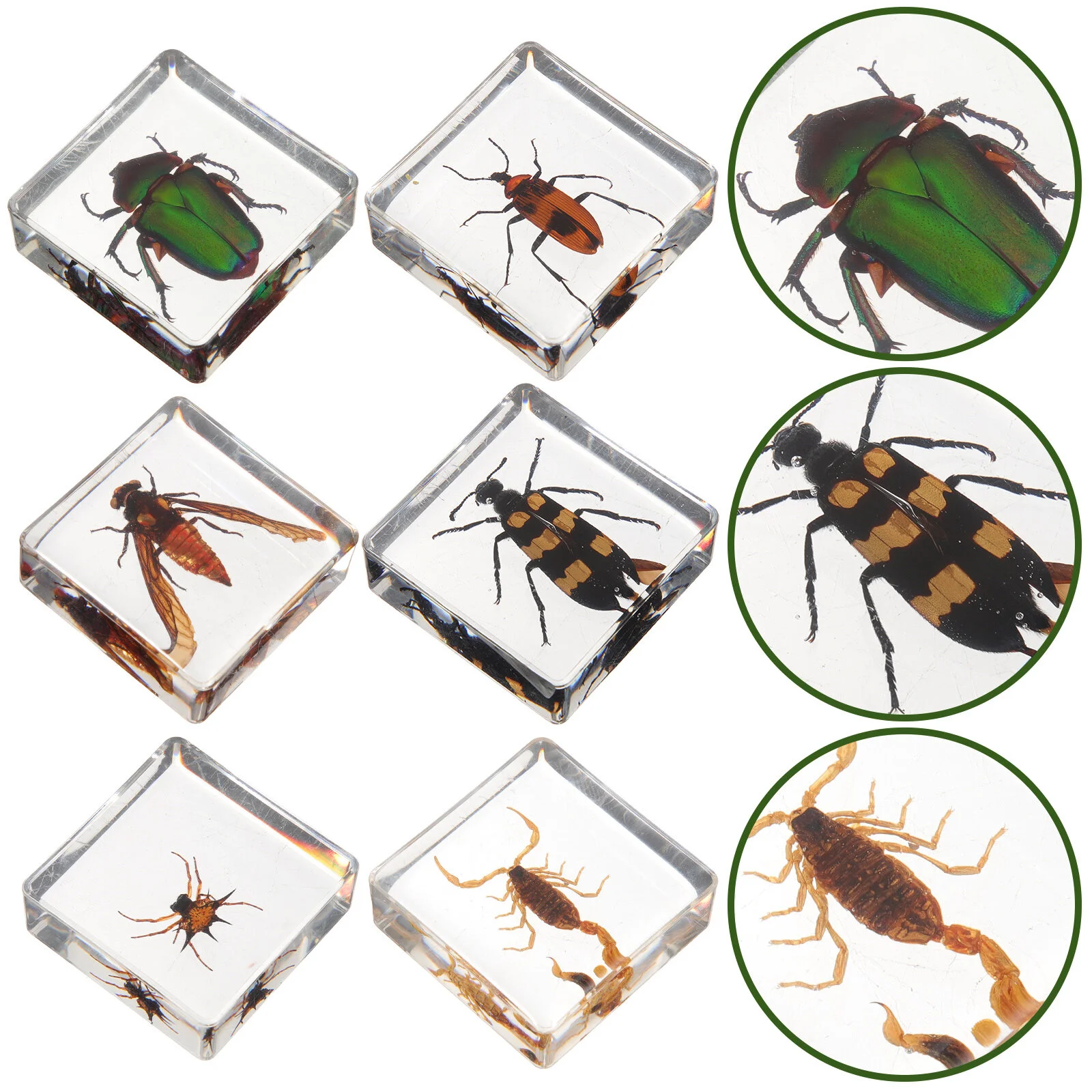 

Artwork Desktop Insects Decor Small Home Table Decoration Exquisite Resin Delicate Ornament