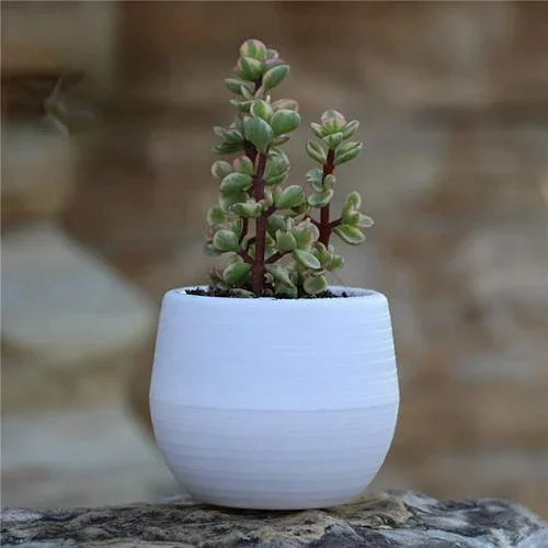 

Цветные пластиковые горшки MOONBIFFY 7 см