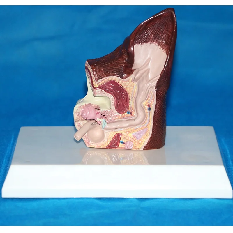 Модель ушей для животных