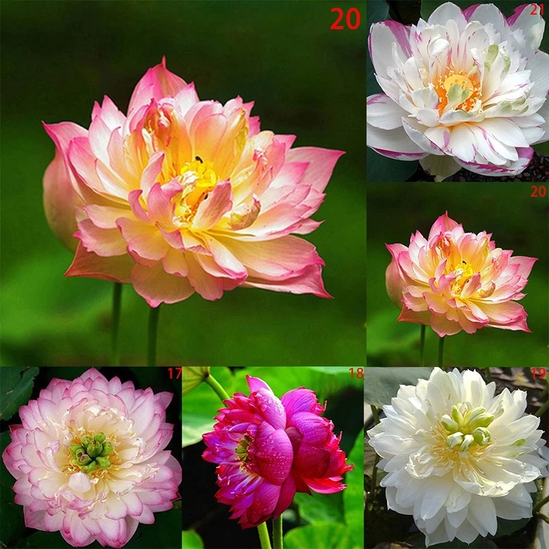 

3Pcs Big Perfume Lotus Seeds Incense Garden Bonsai Nature Plants Lotus Flowers Fragrant Incense N631Z
