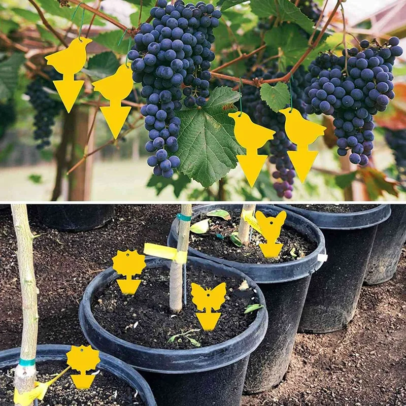 Клейкие ловушки для фруктов мух грибков насекомых Ловушки дома и улицы 72 шт.