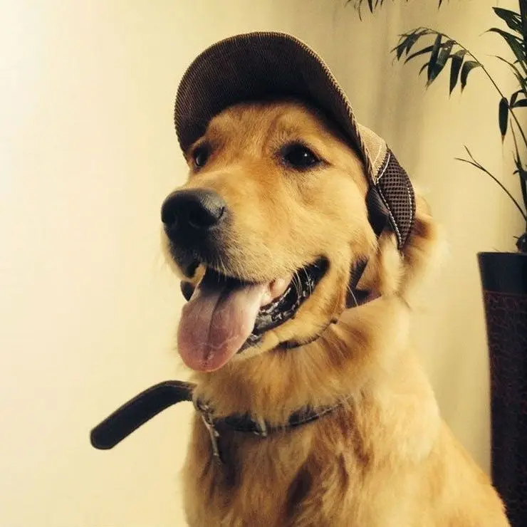 

Dog Sunscreen Hat Outdoor Sports Baseball Cap with Ear Holes Adjustable for Small Medium Pets