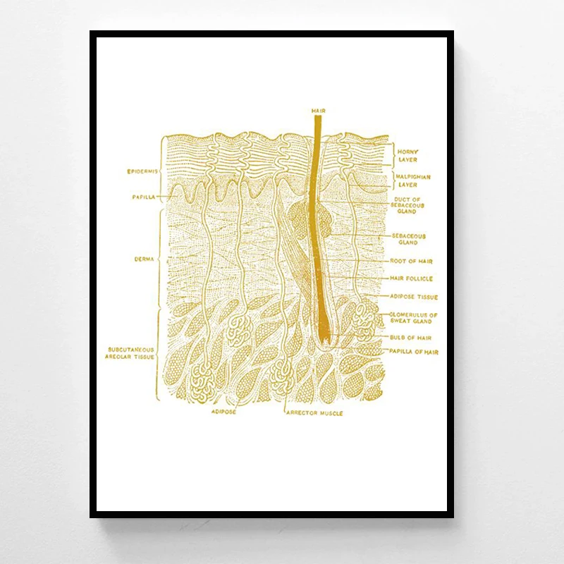 

Настенная картина с изображением кожи золотого цвета, искусство дерматолога, живопись на холсте, современный подарок врачу, больница, офис, ...