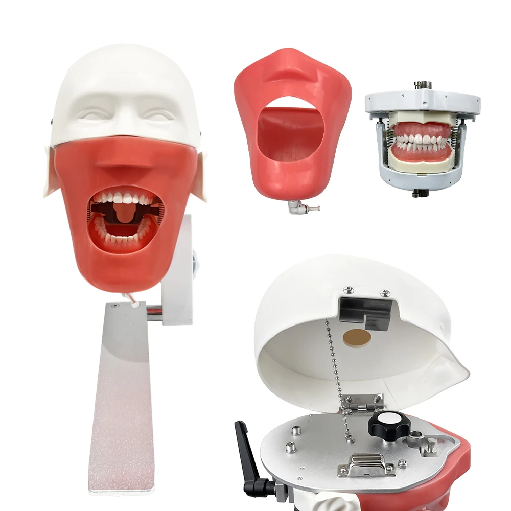 Простая модель головы стоматологический симулятор фантомный манекен с зубами