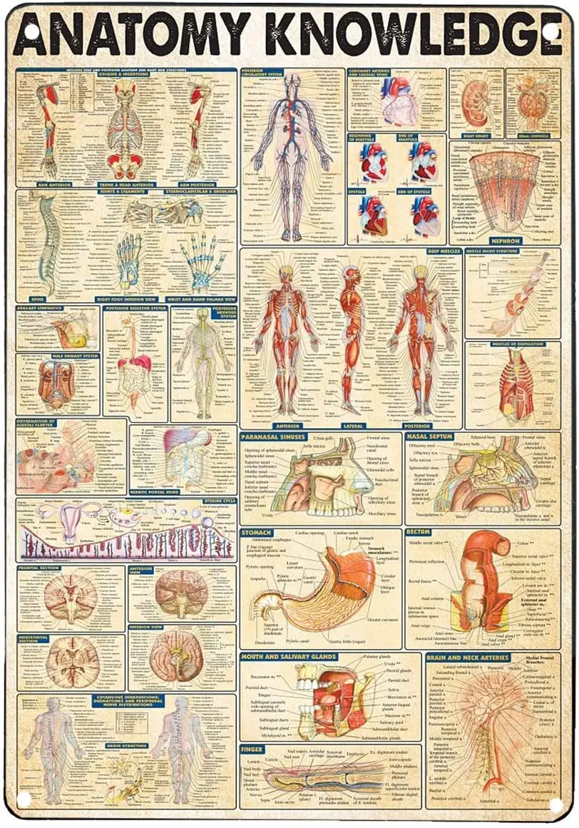 

Vintage Tin Sign Decor Anatomy Human Body Anantomy Knowledge Large Metal Tin