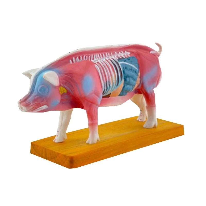 

Animal Anatomical Model for Veterinary Learning Pig Body Anatomical Model