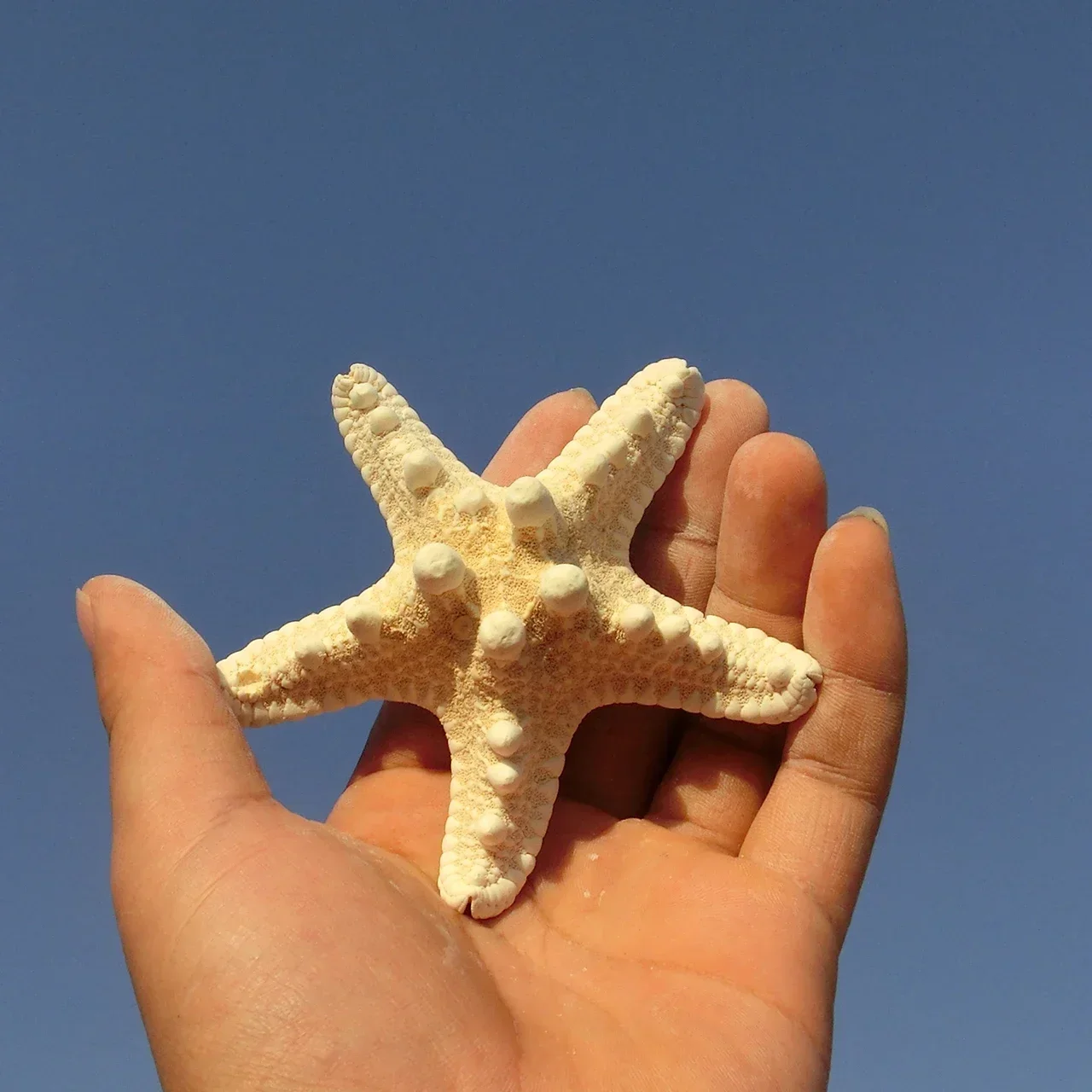 Натуральная морская звезда большая полуулитка ракушка мини маленькая Ручная