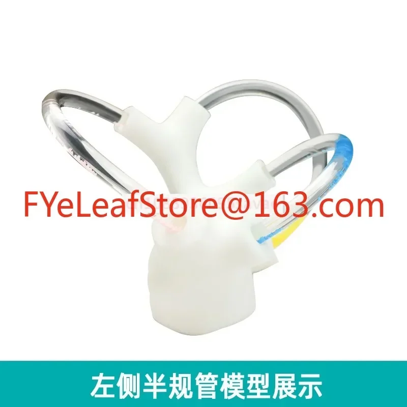 forsemic Круглая анатомическая модель отолитного канала Скелетная кохлеарная