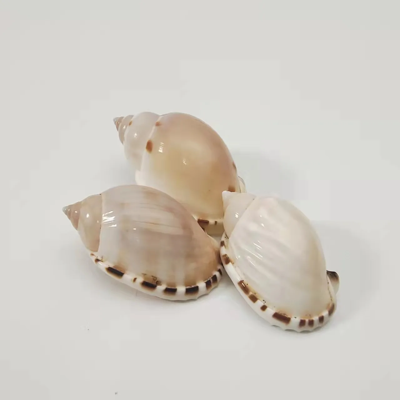 

Ракушка фотография Материал коллекционный образец