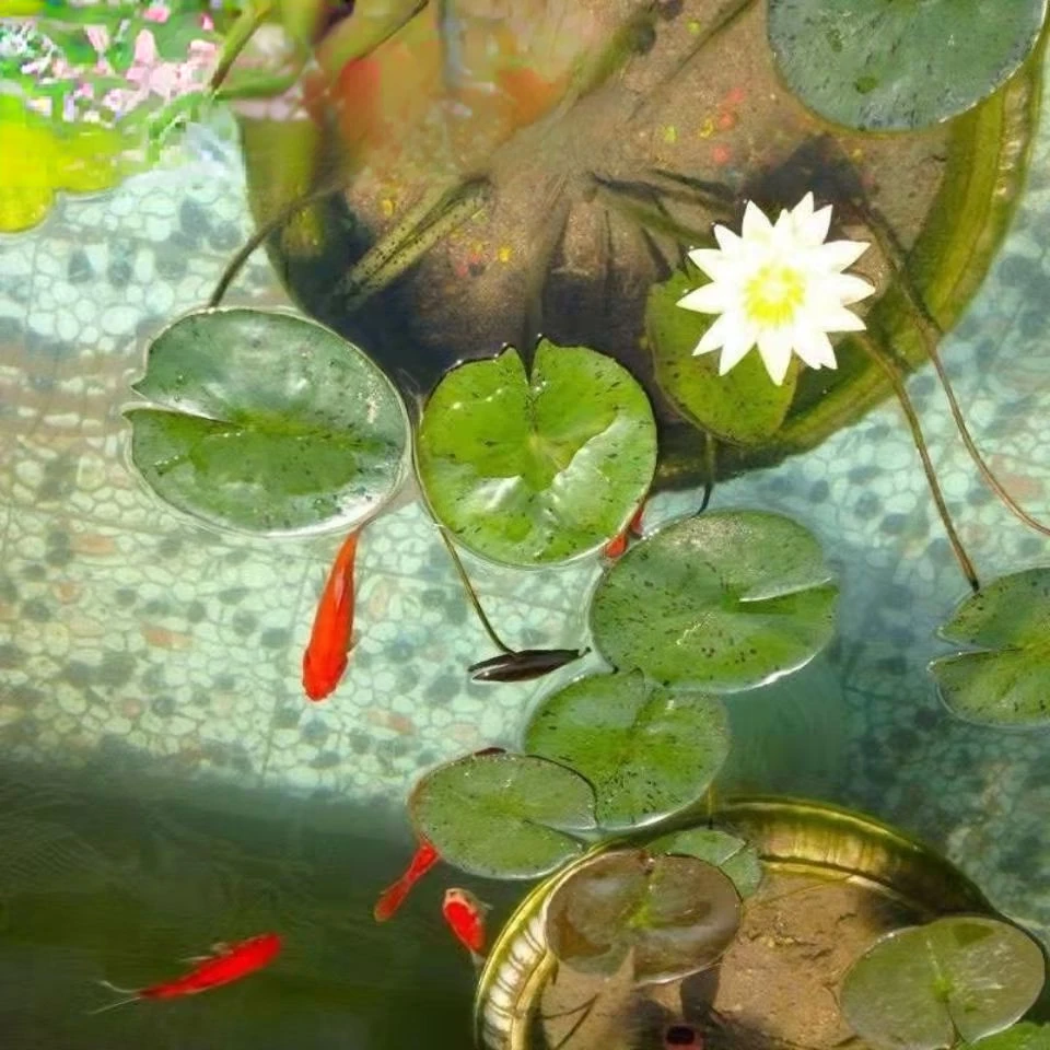 

2022 New 8pcs Aquarium Decor Aquarium Background Grass Fish Tank Lazy Novice Landscaping Lotus Decoration Aquarium accessories