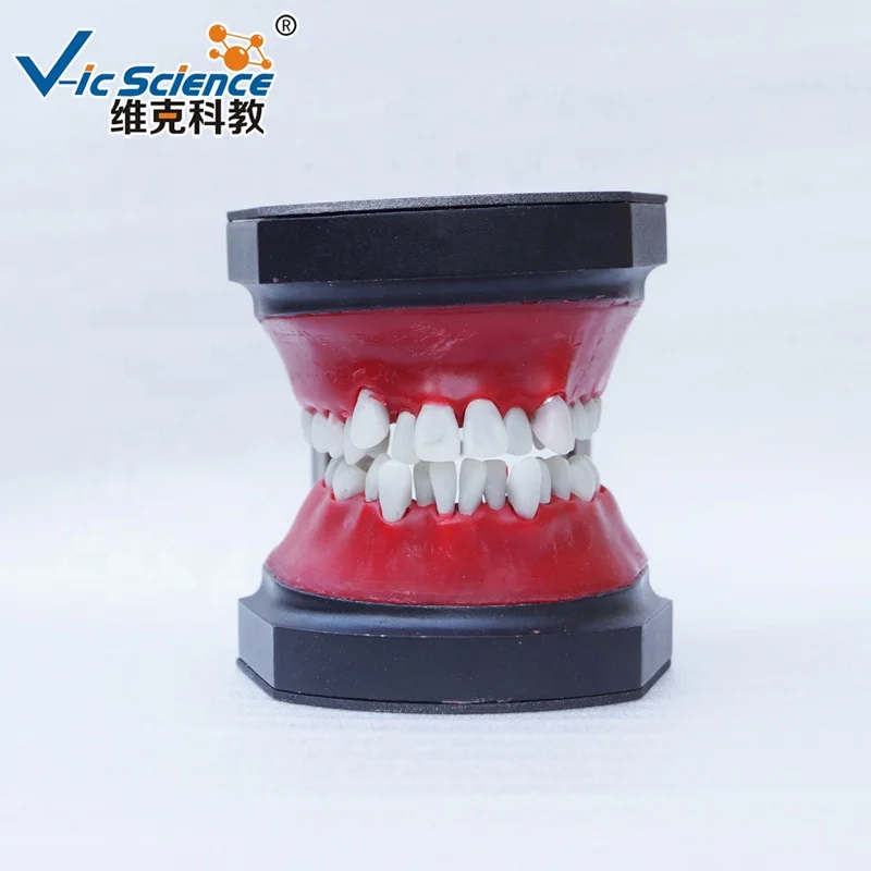 

human teeth model B11 Typodout Model Medical Orthodontic simulation training teeth model