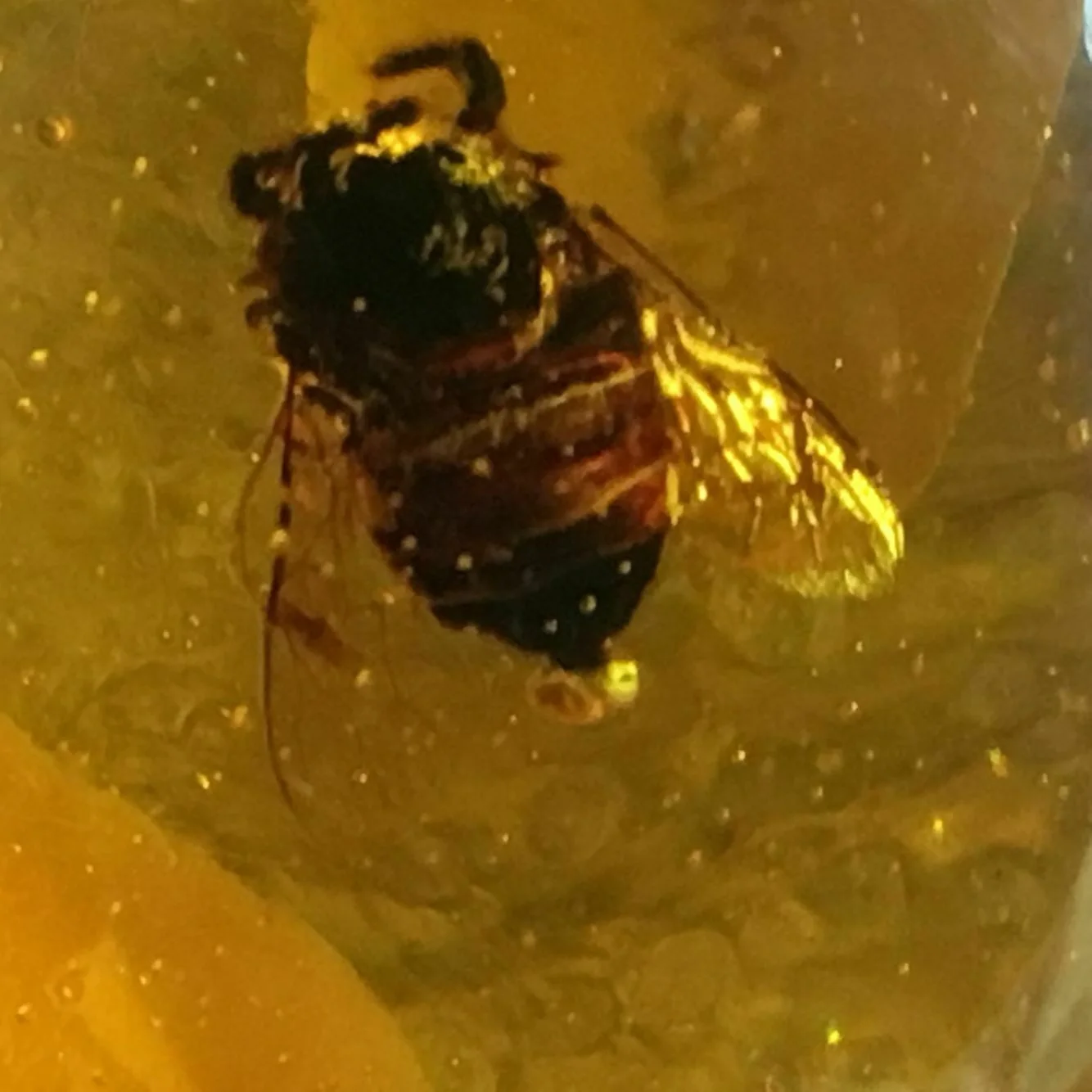 

Натуральный мексиканский Янтарный пчелиный воск 6 мм + ожерелье с подвеской в виде капли воды 34*55*20 мм + сертификат