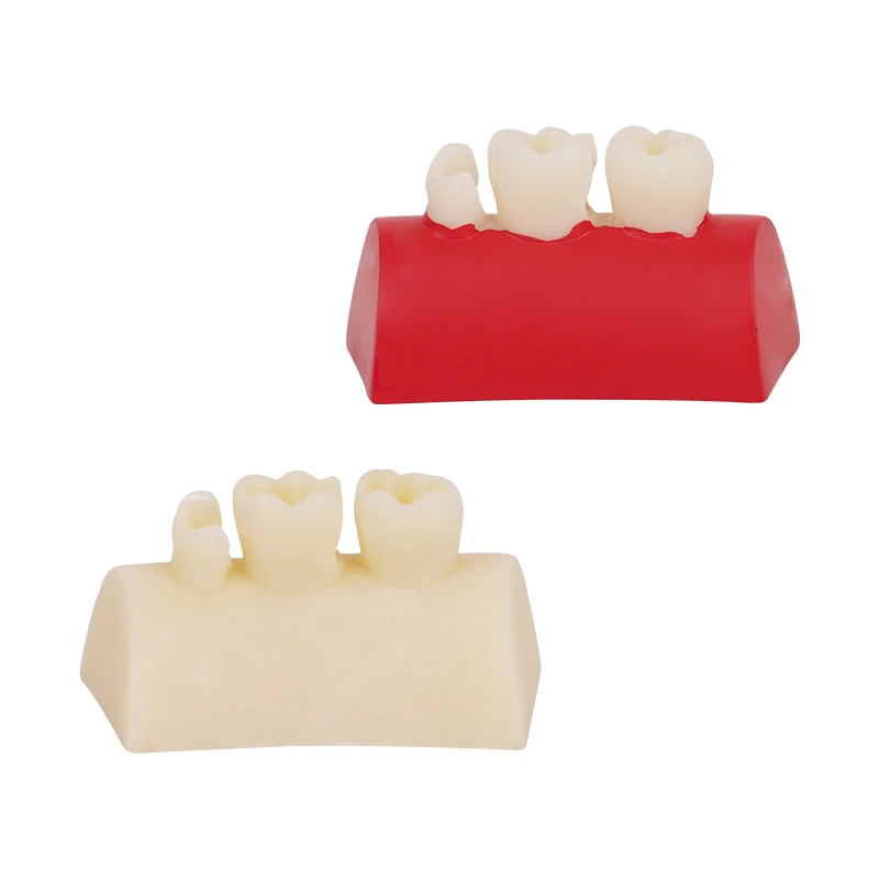 Модель для упражнений с зубной инкрустацией 2 шт.