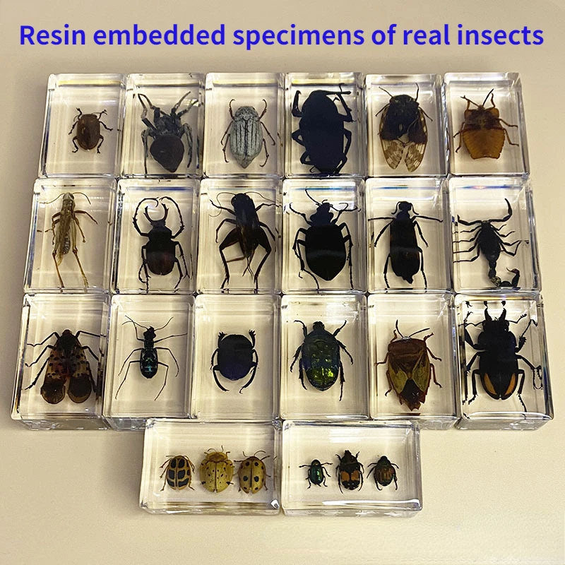 

Real insect specimens science teaching aids resin transparent ornaments spiders Scorpions decoration decorative figurines