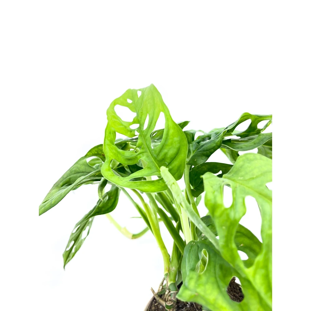 Монстера адансони в пластиковом кашпо с дренажной системой полива Эви VipSet 1 5л