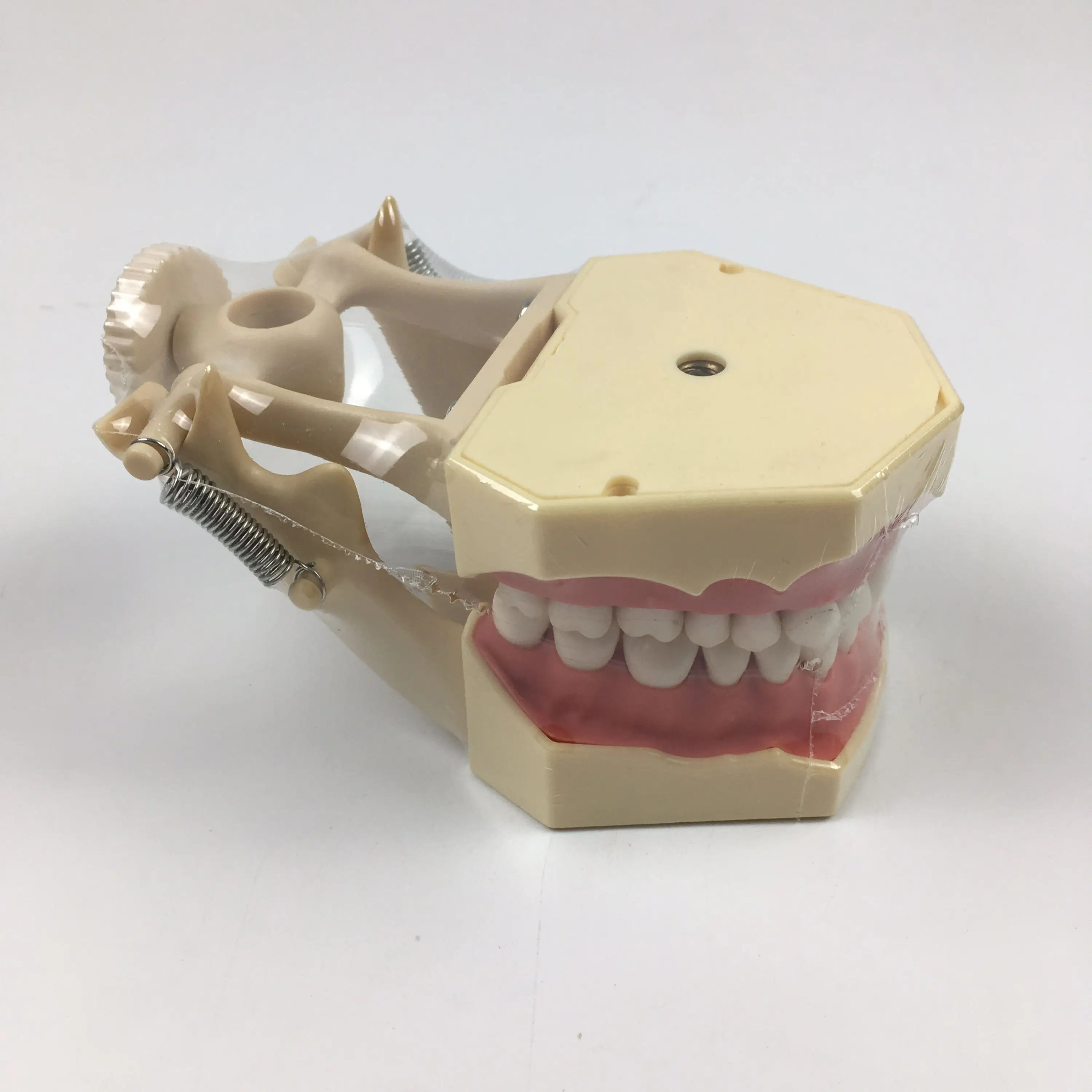 Параметры 32 шт. зубных щеток и зубов Типа SF для обучения стоматологии