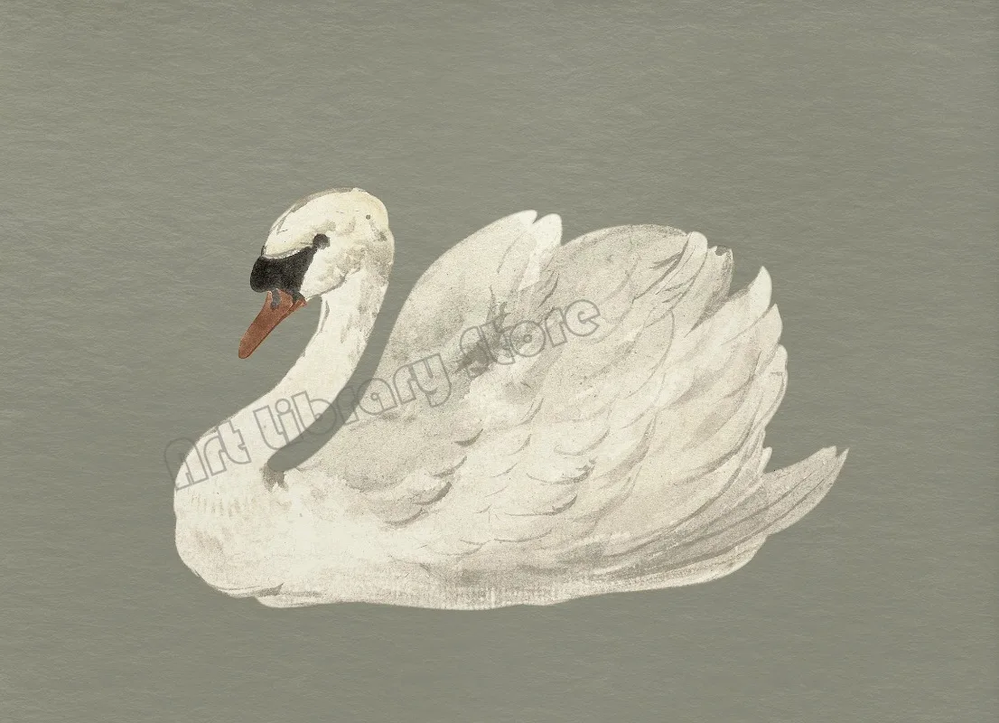 

Винтажный постер с лебедем и лотосом на холсте